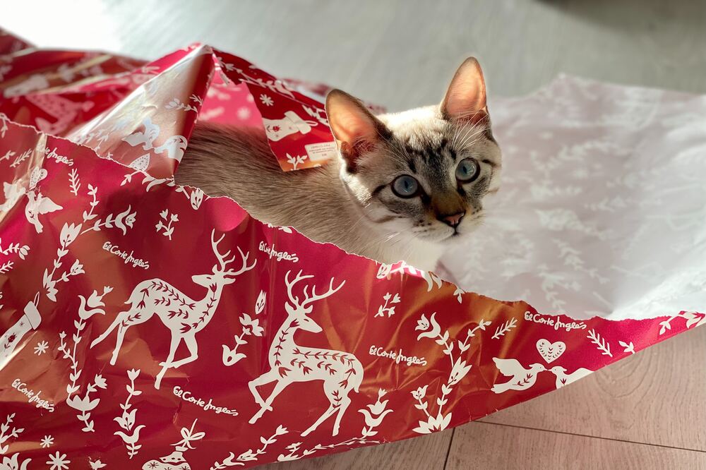 Chat jouant dans du papier cadeau