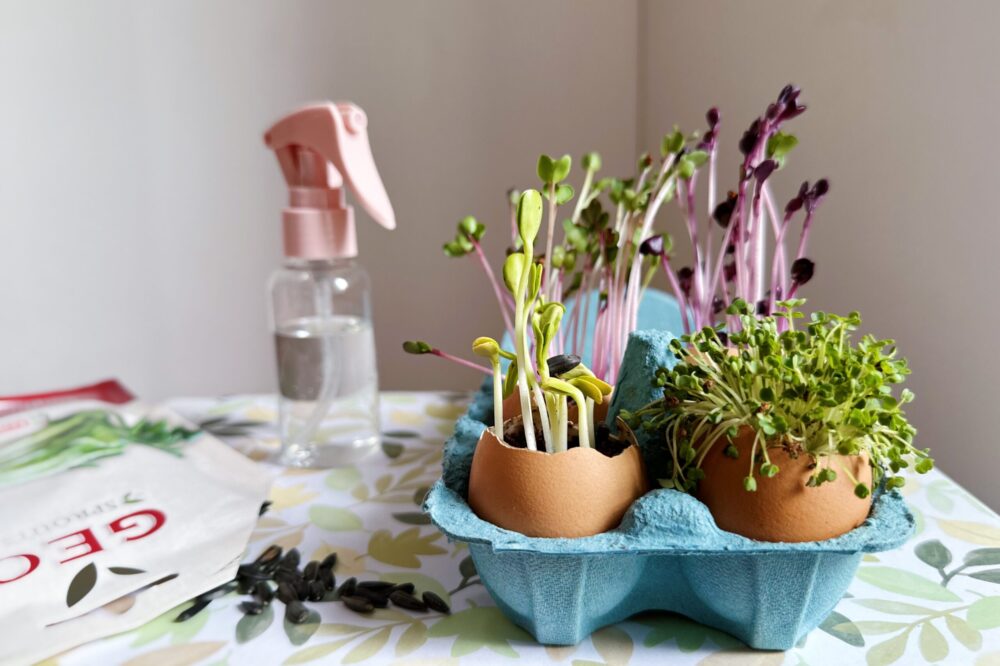 Déco DIY: un mini jardin en coquilles d’oeufs